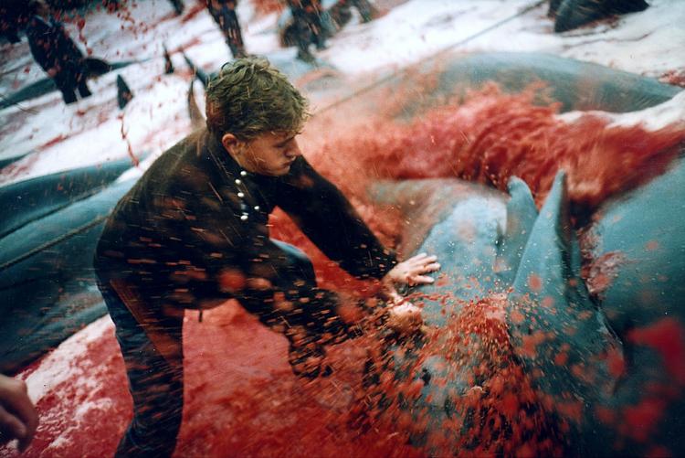 Blodbad. Det ser voldsomt ud, når grindehvalerne drives ind på lavt vand og slået ihjel. Arkivfoto. 