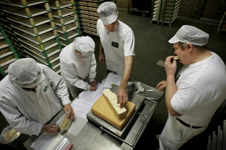 Råmælksost bliver til med uopvarmet mælk, modsat det der sker i den almindelige danske osteproduktion. Her smager mejerimedarbejdere på en almindelig skæreost. 
