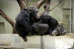strejke. Selv om dyrepasserne i Zoologisk have strejker, skal chimpanserne her nok få mad og pleje, lover haven direktør, Lars Lunding Andersen. Et nødberedskab passer i dag dyrene. Arkivfoto 