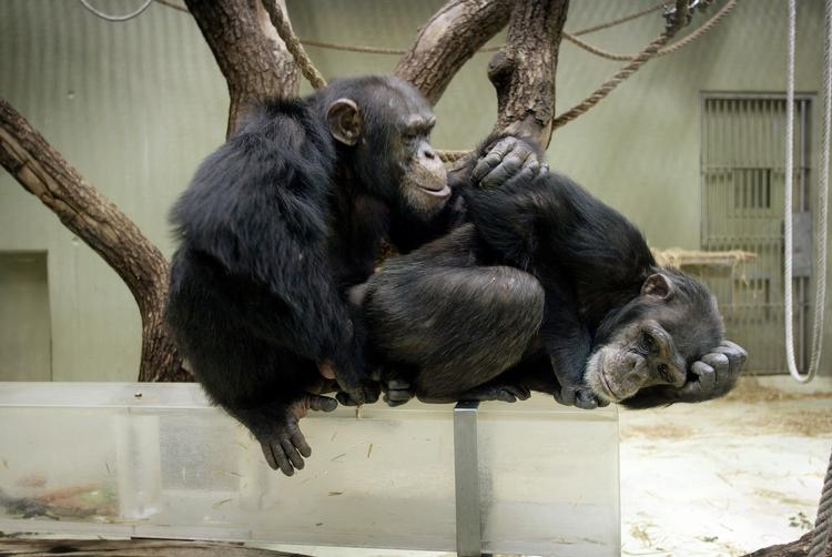 strejke. Selv om dyrepasserne i Zoologisk have strejker, skal chimpanserne her nok få mad og pleje, lover haven direktør, Lars Lunding Andersen. Et nødberedskab passer i dag dyrene. Arkivfoto 