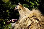 Gab. Løven er klar til fodring efter at dyrepassere i Zoologisk Have i København har genoptaget arbejdet. 