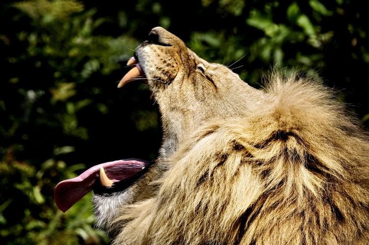 Gab. Løven er klar til fodring efter at dyrepassere i Zoologisk Have i København har genoptaget arbejdet. 