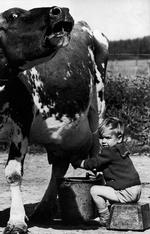 Muuh! Når børn skulle lære at malke, øvede de sig gerne på en ældre og tålmodig - såkaldt 'tålle' - ko. Drengen synes at have godt fat; vi er i 1950'erne. Foto fra bogen