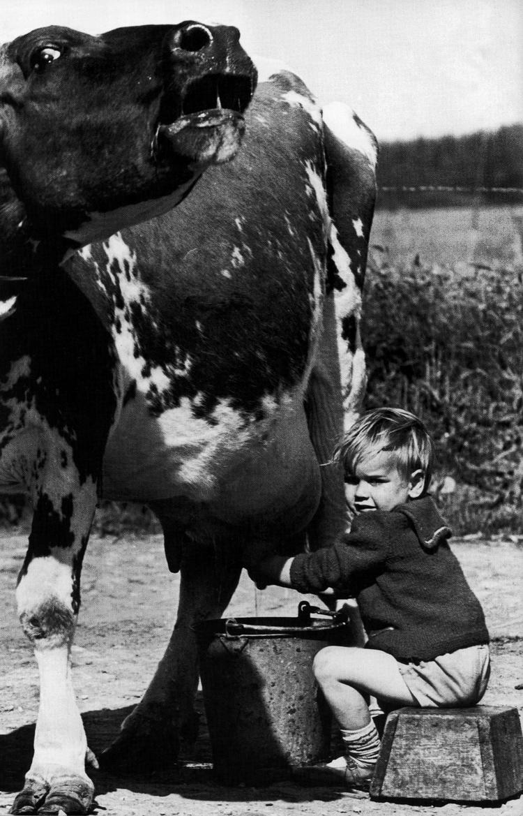 Muuh! Når børn skulle lære at malke, øvede de sig gerne på en ældre og tålmodig - såkaldt 'tålle' - ko. Drengen synes at have godt fat; vi er i 1950'erne. Foto fra bogen