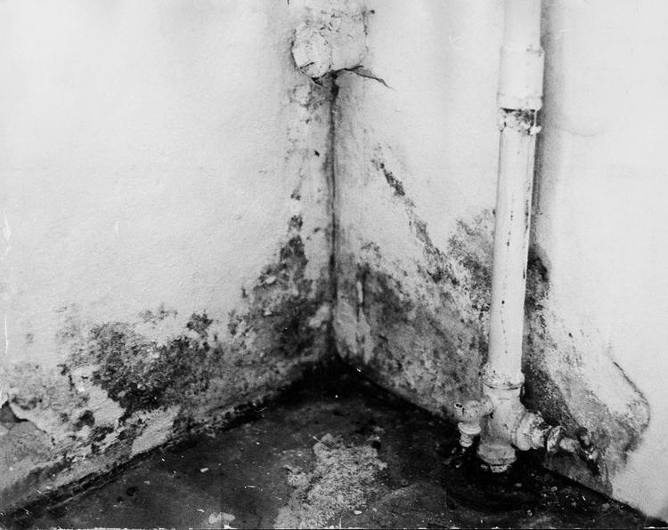 Forslaget vil indebære, at en husejer ikke vil kunne få erstatning for et skimmelangreb, hvis det ikke er følge af en aktuel fugtskade, fx en rørskade. Husejeren må også skyde en hvid pind efter erstatningen, hvis svampeangrebet konstateres i et kælderrum eller i tagkonstruktionen. 