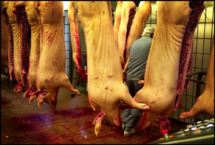 Danish Crown lukker slagteri i Holstebro. 463 ansatte står uden arbejde. Arkivfoto. 