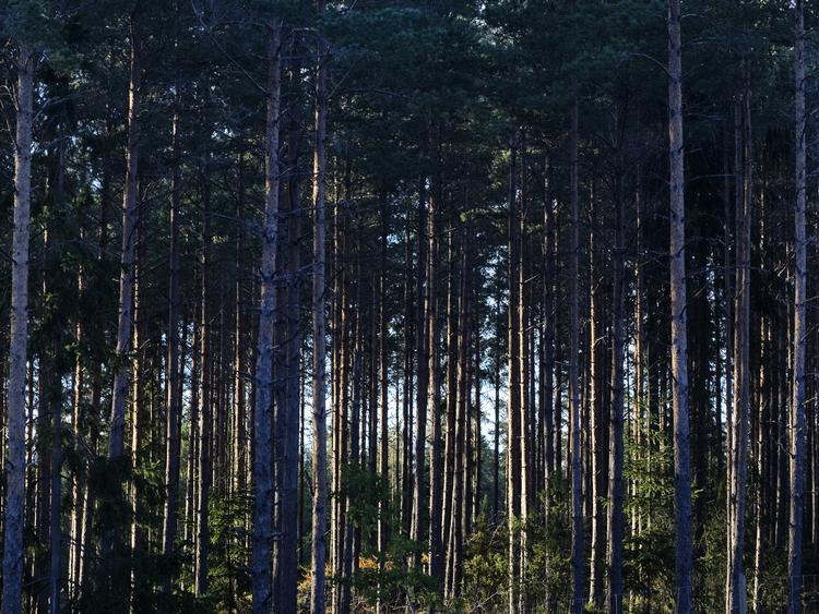 Norrland. Over halvdelen af Sverige er dækket af skov. Størstedelen findes i den nordlige del af landet. 