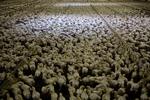Hvor vigtig er kyllingens liv? Her ses en kyllingefarm med 42.000 kyllinger i Slagelse. Arkivfoto. 