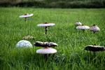 Kæmper. De stod et stykke ude på marken og lyste langt væk. Troede først, at det var støvbolde, derefter champignoner, og endte med det korrekte navn: stor parasolhat. 