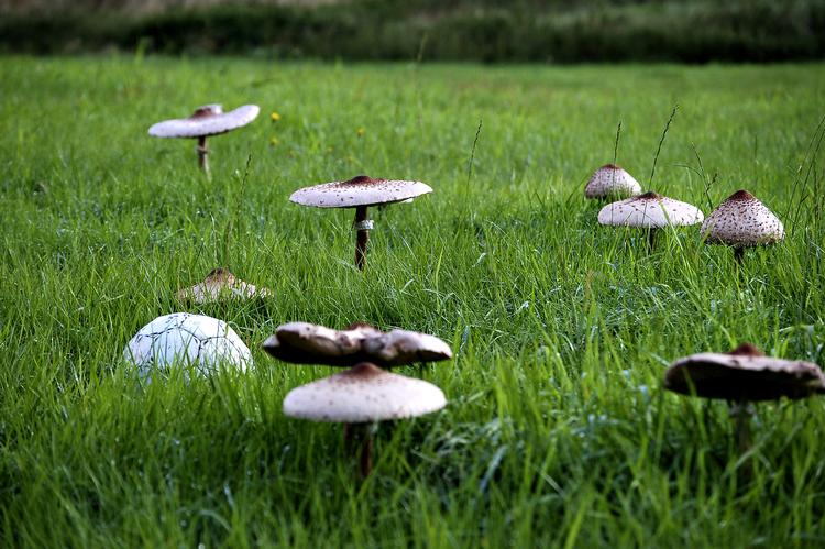 Kæmper. De stod et stykke ude på marken og lyste langt væk. Troede først, at det var støvbolde, derefter champignoner, og endte med det korrekte navn: stor parasolhat. 