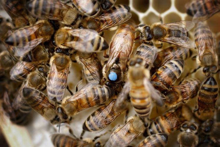 Den socialøkonomiske virksomhed Københavns Byhonning Kooperation vil skabe en helt ny generation af biavlere blandt byens socialt udsatte. Og til foråret skulle byen gerne være fem bybigårde, 60 biavlere og 4,5 millioner bier rigere. 