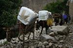 Stemmeæsler. Æsler på vej med stemmesedler til valgsteder i Dara i Panjshir-provinsen i Afghanistan. 