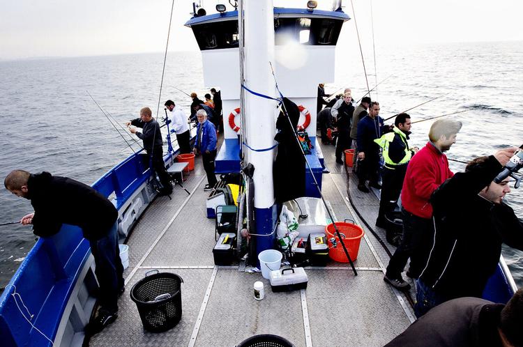Du ser dem måske langs molen, hvis du kører forbi Helsingør Havn, eller måske helt ude på den yderste kaj ved sejlløbet til Nordhavn. De er ude for at få noget frisk luft og fange nogle fisk. 