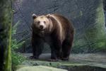 Smag vildmarkens mastodont.  Den brune bjørn (Ursus Arctos) kan smages i forskellige tilberedninger hos Reinwald's Restaurant i disse dage. 