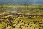 MIGRATION. Hvert år vandrer mere end én million gnuer fra den ene ende af Serengeti-sletten til den anden. 