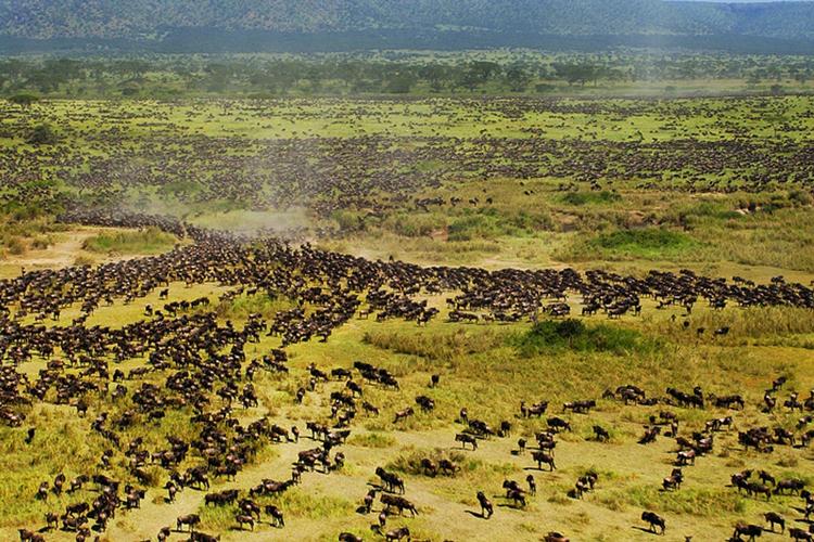 MIGRATION. Hvert år vandrer mere end én million gnuer fra den ene ende af Serengeti-sletten til den anden. 