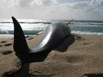 Stranding. En gruppe hvaler er kommet slemt på afveje ved New Zealand. 