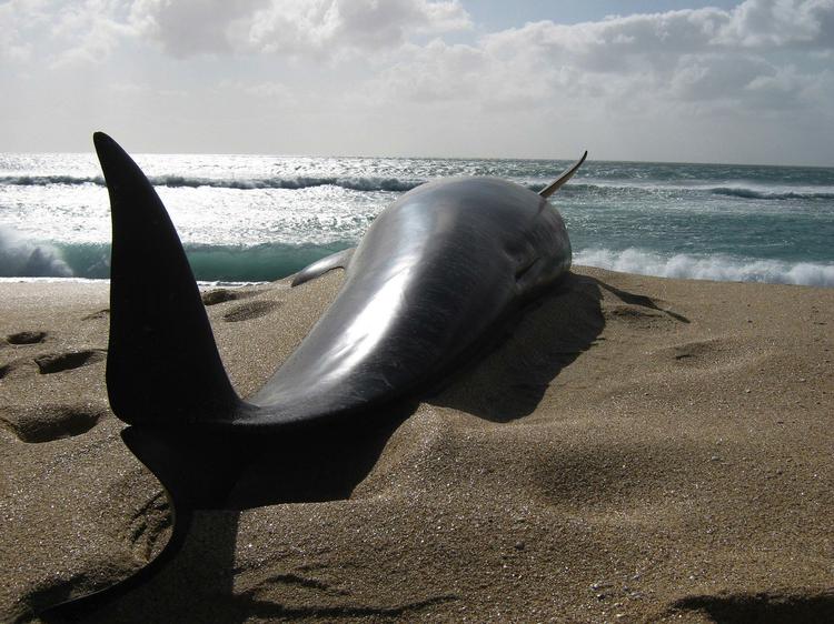 Stranding. En gruppe hvaler er kommet slemt på afveje ved New Zealand. 