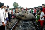 DRÆBT. Mange elefanter bliver dræbt af togtrafikken i Indien, skriver nyhedsbureauet AP. 