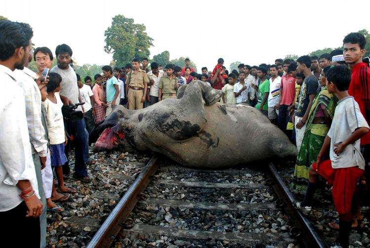 DRÆBT. Mange elefanter bliver dræbt af togtrafikken i Indien, skriver nyhedsbureauet AP. 