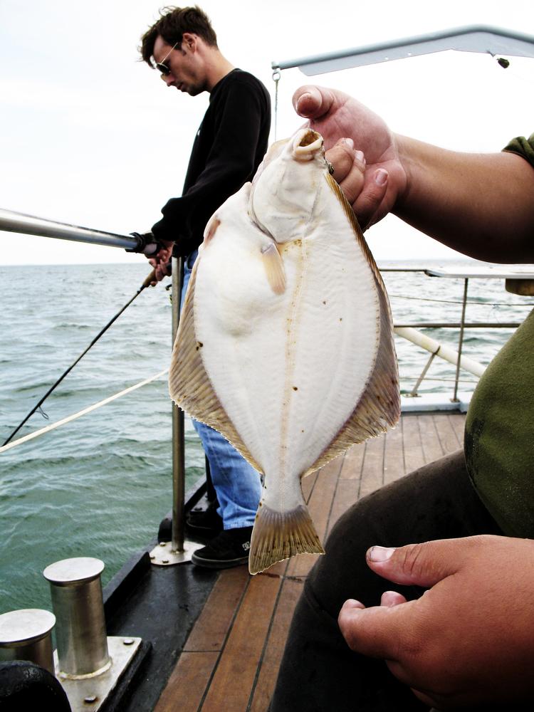 Lige til panden. Det er blevet populært at fiske efter fladfisk i Øresund, der har en god bestand af skrubber, isinger, rødspætter, og i sjældne tilfælde store pighvarrer. Flere af Øresunds lystfiskerskibe arrangerer ture udelukkende efter fladfisk. 