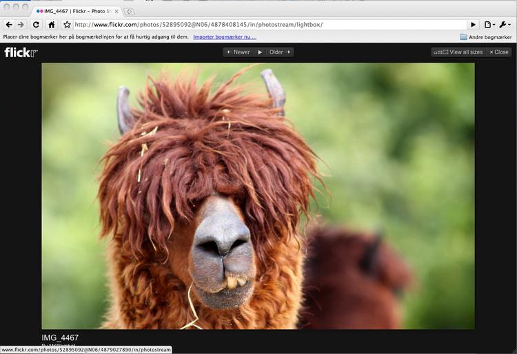 Der findes mange andre tjenester end dem fra Microsoft og Google, som gør det nemt at dele og fremvise dine billeder online. Enten kvit og frit eller mod et mindre beløb. Et af de mest kendte og populære af slagsen er Flickr, der ejes af Yahoo! 