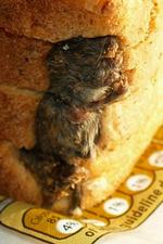Britain Mouse Loaf