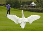 En svane kigger på, mens Jeff Overton fra USA slår på Celtic Manor-banen i Wales. 