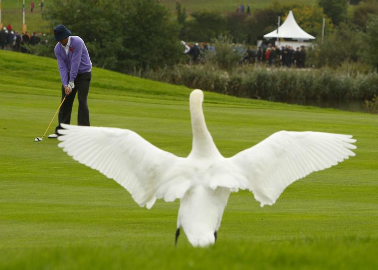 En svane kigger på, mens Jeff Overton fra USA slår på Celtic Manor-banen i Wales. 