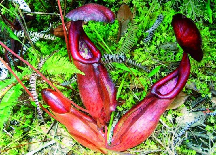 NYFUNDEN. En ny art af kødædende plante er dukket op. 