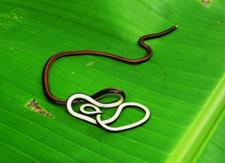 NYOPDAGET. En slange - uden hugtænder - er blandt de mange hidtil ukendte arter fra Mekong. 