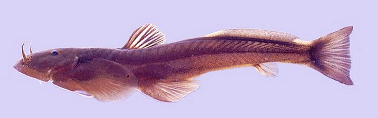 NYFUNDEN. Fiskeart fra en af Mekongs mange vandløb. 
