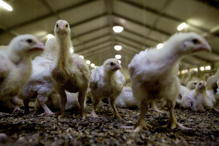 Kyllinger. Fuglene går på samme strøelse i deres 37 dage lange liv. 