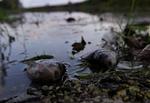 Eksperter og topfolk i Ungarn og nabolandene følger den røde slam med stigende bekymring. Torsdag nåede slammen Donau efter at have udslettet hele økosystemet i floden Marcal, der munder ud i Raba. 