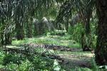 United Plantations