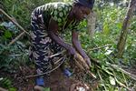 Overfald. Kwabo Batembo vasker rodfrugter i udkanten af en lille landsby i Walikale-regionen i Congo. Da oprørsstyrkerne kom sagde de i første omgang, at indbyggerne ikke skulle være bange - de skulle blot hvile sig og så videre. Men da mørket faldt på, begyndte massevoldtægterne. 