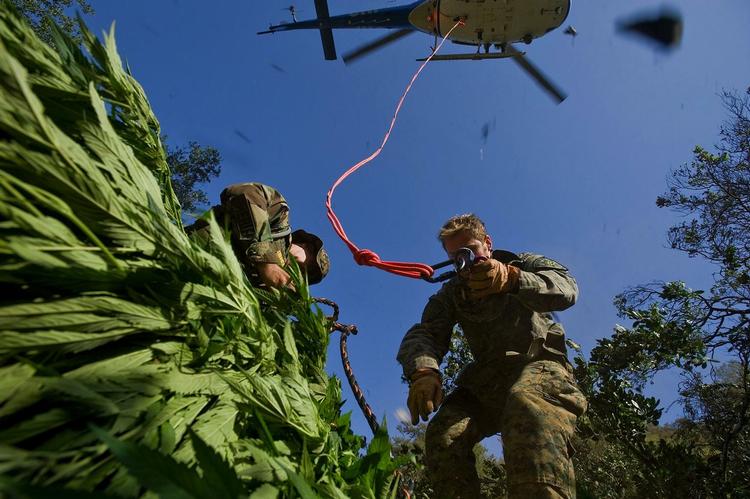 Nej. Marihuanaen bliver ikke legaliseret i Californien, siger justitsminister Eric Holder. På billedet er 136 kilo marihuanaplanter ved at blive fløjet væk. 