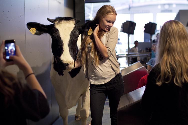 En gruppe teenagepiger prøver at finde nye anvendelsesmuligheder for udstillingens magnetiske ko på Experimentarium i København. 