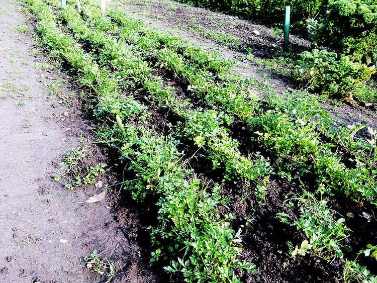 Skravl. Mange meter persille i en fælles køkkenhave har voldt store problemer år efter år. 