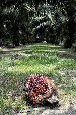 PALMEOLIE. AarhusKarlshamn konkluderer, at arbejdsforholdene på United Plantations i Malaysia er i orden. Foto: Claus Blok Thomsen 