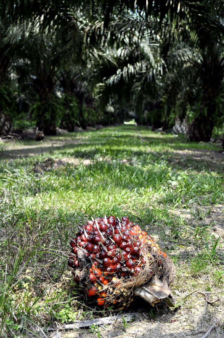 PALMEOLIE. AarhusKarlshamn konkluderer, at arbejdsforholdene på United Plantations i Malaysia er i orden. Foto: Claus Blok Thomsen 