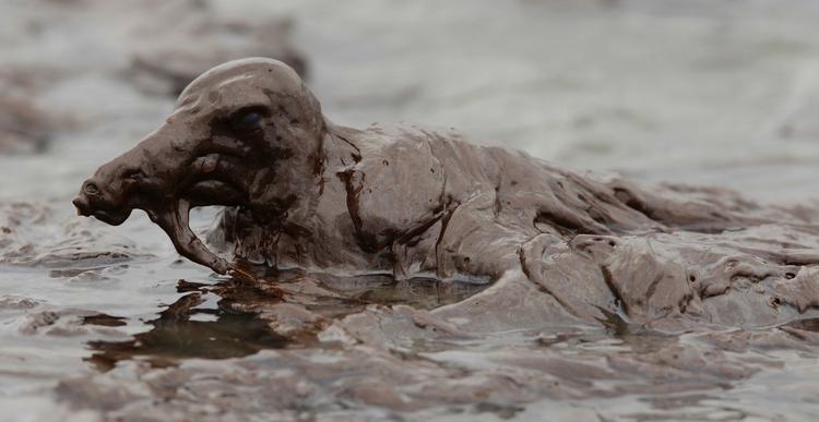 FORURENING. Olieindsmurt fugl ud for Louisianas kyst efter BP-katastrofen. Arkivfoto. 