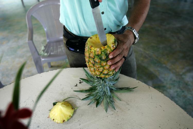 I Costa Rica, hvorfra 75 procent af Europas importerede ananas kommer fra, arbejder landarbejdere op til 80 timer om ugen under dårlige arbejdsvilkår blandt andet med følgerne af de giftige sprøjtemidler. Billedet er fra en ananasplantage i Honduras. 