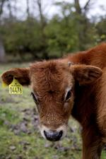 Nam-nam. Dyrenes Beskyttelse og Økologisk Landsforening er i stedet gået sammen om at støtte en lille gruppe økologiske landmænd, der opdrætter jerseytyrekalve og sælger kødet som en specialitet. 