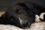 Bombehunde. Der render tonsvis af hjemløse hunde rundt i både Irak og Afghanistan. Og både dyreværnsgrupper og amerikanske soldater er glade for at adoptere dem og give dem et bedre liv i USA. Men også her skal man være ekstra opmærksom. Al-Qaeda skyer ingen midler for at få deres bomber ombord på fly. På billedet ses en hvalp ved navn Rachet, som en soldat fra Minnesota tog med sig hjem fra Irak. 