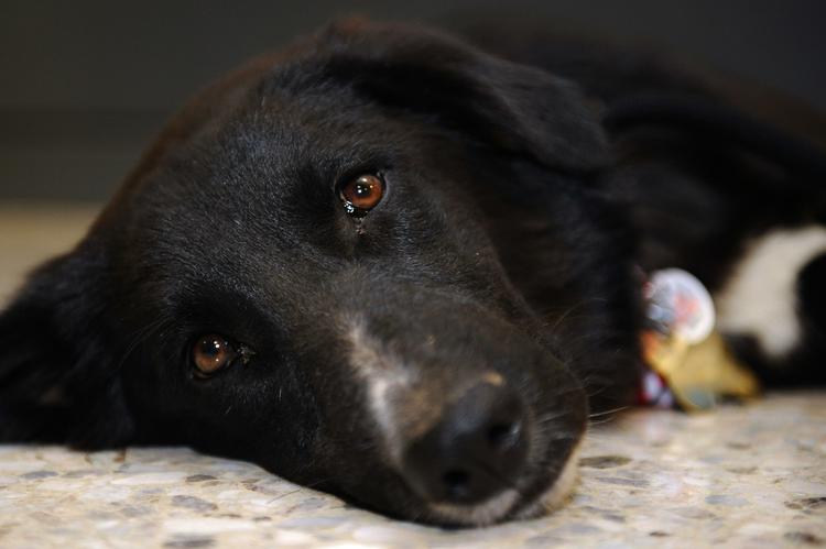 Bombehunde. Der render tonsvis af hjemløse hunde rundt i både Irak og Afghanistan. Og både dyreværnsgrupper og amerikanske soldater er glade for at adoptere dem og give dem et bedre liv i USA. Men også her skal man være ekstra opmærksom. Al-Qaeda skyer ingen midler for at få deres bomber ombord på fly. På billedet ses en hvalp ved navn Rachet, som en soldat fra Minnesota tog med sig hjem fra Irak. 