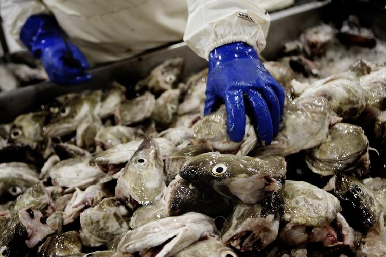 UHYGIEJNISK. 22 ton ørreder blev opbevaret under uhygiejniske forhold på uautoriseret fiskefabrik. 