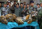 Det er ikke kun tigre, der dræbes ulovligt. Billedet fra 2008 viser thailandske soldater med ulovligt dræbte leoparder, tigre og slanger . 