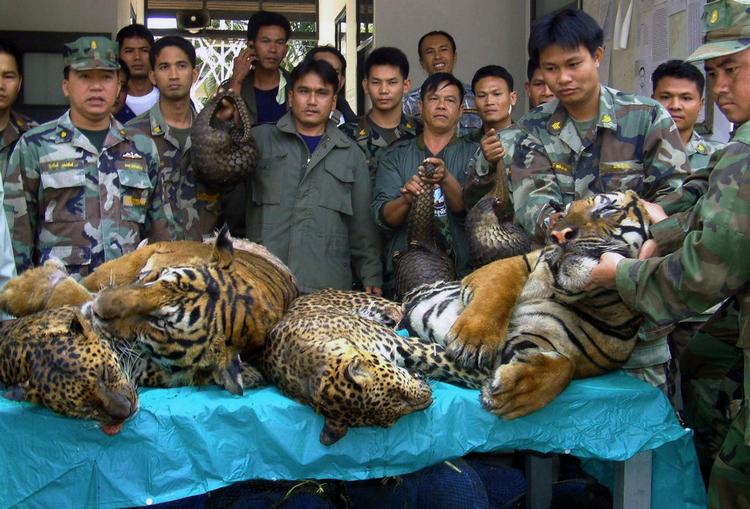 Det er ikke kun tigre, der dræbes ulovligt. Billedet fra 2008 viser thailandske soldater med ulovligt dræbte leoparder, tigre og slanger . 