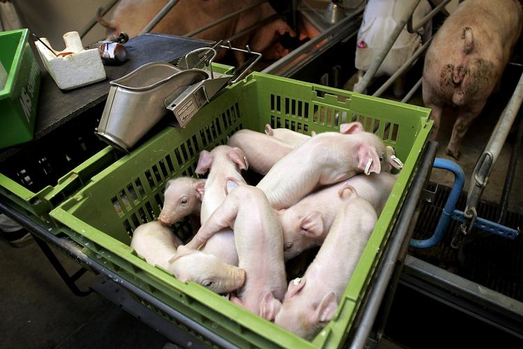 Også i år tegner brugen af antibiotika i danske svinestalde til at sætte rekord. Danmark ligger dog stadig lavt når det gælder medicinforbruget til svin. 